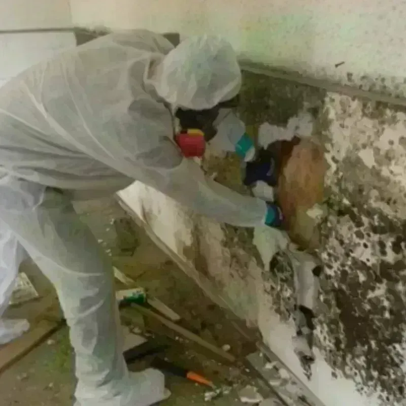 Mold Remediation and Removal in Unionville, NC